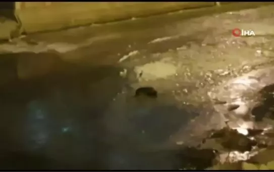 Nesli tükenmekte olan su samurları Çoruh Nehrinde görüldü