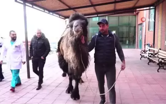 Burdur'da deveye katarakt ameliyatı