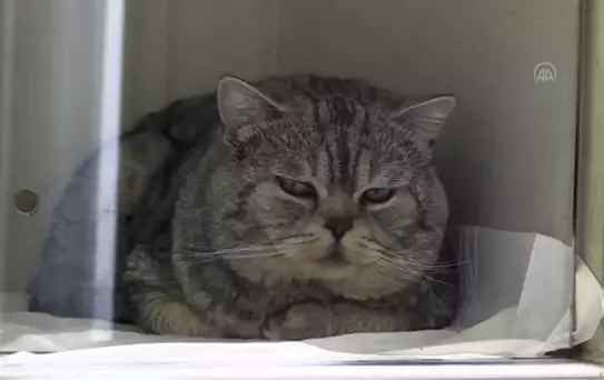 Uzmanlardan FIP'e yakalanan kedilere tedavi uyarısı