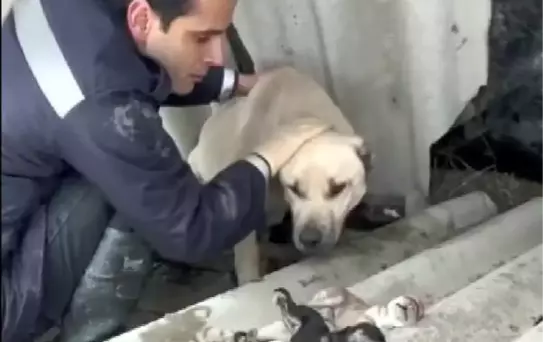 ÖLEN YAVRULARINI BIRAKMAK İSTEMEDİ