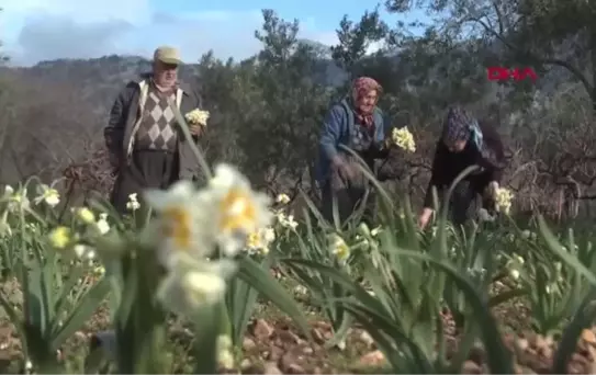 EMİTT FUARI, DÖŞEMEALTI NERGİSİ KOKACAK