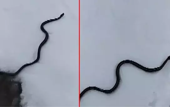 Muş'ta ortaya çıkan yılan bilim dünyasını şaşırttı! Kış uykusunda olması gerekiyordu