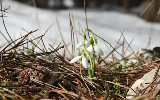 Baharın müjdecisi olarak bilinen Kardelenleri koparmanın cezası 109 bin 593 TL