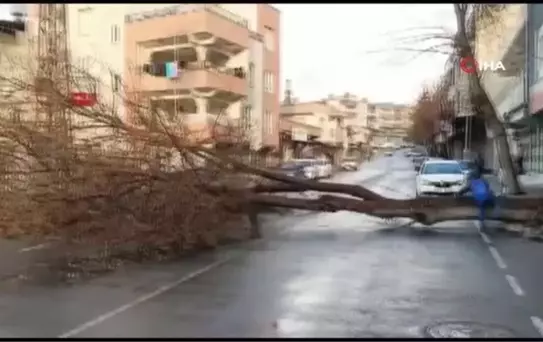 Şanlıurfa'da faciadan dönüldü... Devrilen dev ağaç yolu kapattı