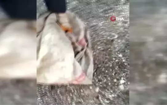 Tavuklarını yiyen tilkiyi suçüstü yakalayan vatandaş tilkiye zarar vermeden doğal yaşam alanına bıraktı