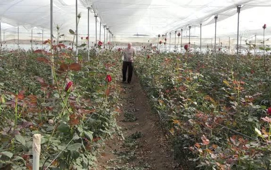Gül serası kuran çiftçi ihracat hedefliyor