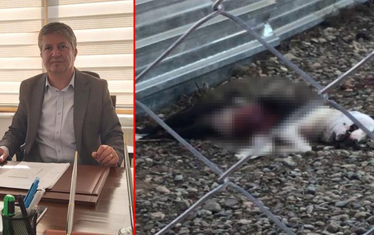 Hayvan barınağında aç kalan köpeklerin birbirini yediği iddia edildi, Çanakkale Belediyesi iki yetkiliyi görevden aldı