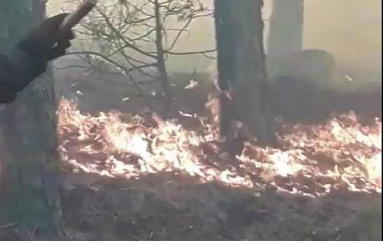Son dakika haberi | Balıkesir'de orman yangını