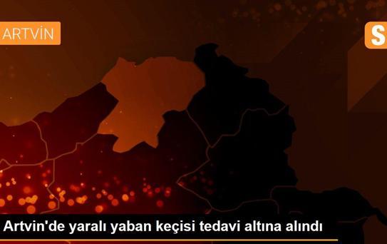 Artvin'de yaralı yaban keçisi tedavi altına alındı