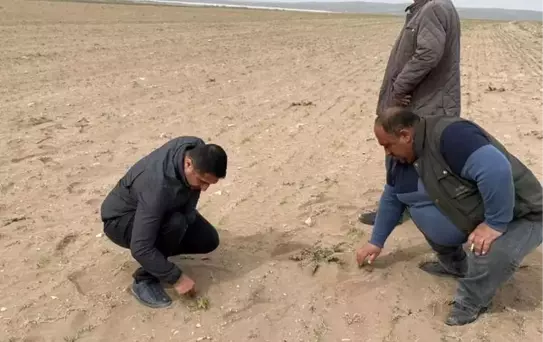 Kulu'da kum fırtınası ekili alanlara zarar verdi