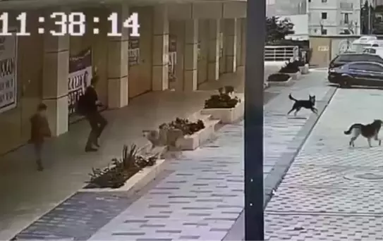 Avcılar'da bir baba, sahipsiz köpeklerin oğluna saldırısını son anda engelledi