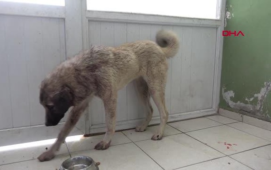 TÜFEKLİ SALDIRIDA YARALANAN KÖPEĞİN RÖNTGENİNDE 100 SAÇMA TESPİT EDİLDİ