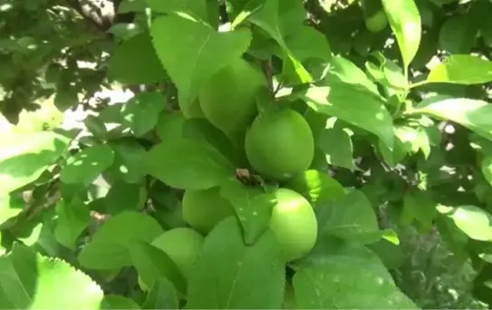Seraların ardından açık alanda da erik hasadı başladı