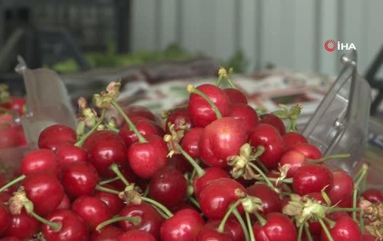 Kirazda fiyatlar düştü...10 gün sonra 10 TL'ye kadar gerilemesi bekleniyor