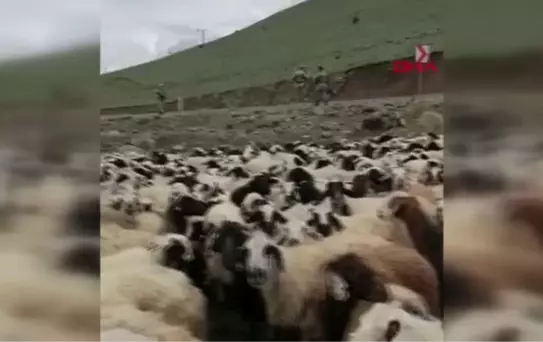 MUHTARIN ÖLDÜĞÜ 'SÜRÜ' KAVGASI SONRASI 4 BİN 500 KÜÇÜKBAŞ İLÇE DIŞINA TAŞINDI