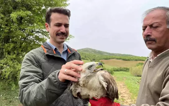Kızıl şahin, 2 aylık tedavisinin ardından doğaya salındı