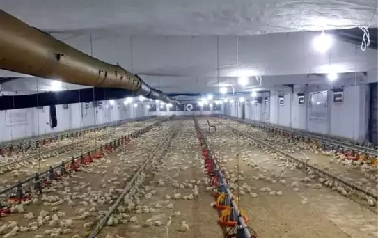 Ulutaş, tavuk çiftliğinde incelemelerde bulundu