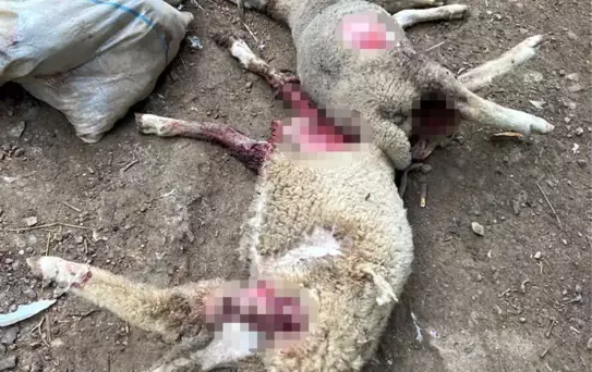 Çiftliğe giren sokak köpekleri onlarca hayvanı telef etti