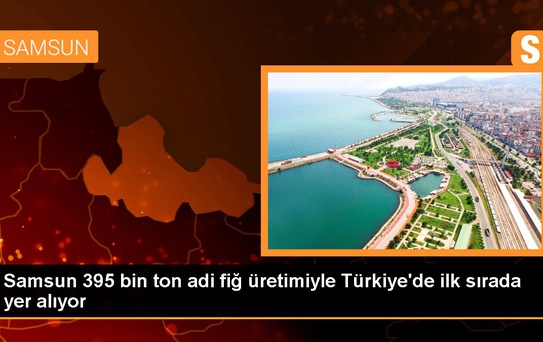 Samsun 395 bin ton adi fiğ üretimiyle Türkiye'de ilk sırada yer alıyor