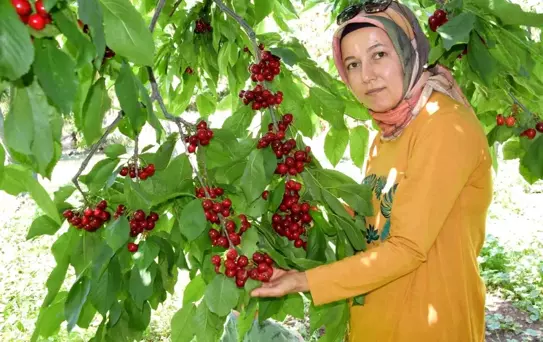 Napolyon türü kirazlar üreticinin yüzünü güldürüyor