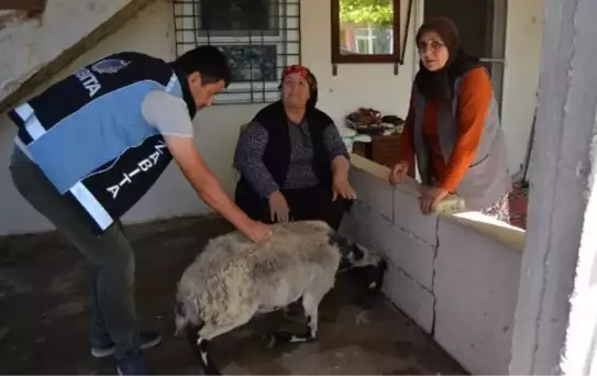 KURBANLIK KEÇİSİ KAÇAN KADINA BELEDİYE BAŞKANI KOYUN GÖNDERDİ