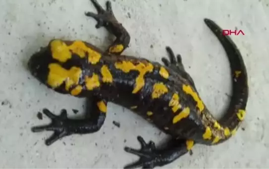 AMANOSLAR'DA 'SARI BENEKLİ SEMENDER' GÖRÜNTÜLENDİ