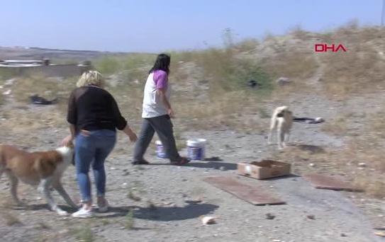 Sitede sokak hayvanlarına 'jiletli tel' tuzağına tepki