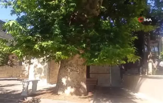 Bektutiye Camii'nin asırlık çınarla komşuluğu