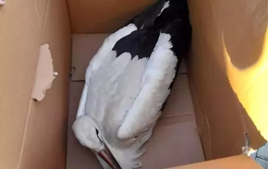 Yaralı leyleğe yardım eli