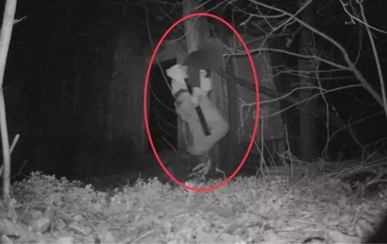 Foto kapanlara yaban hayatı değil onlarca hırsız yakalandı