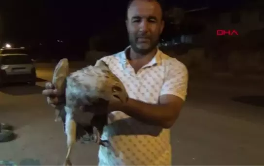 TÜRÜNE AZ RASTLANAN BEYAZ ŞAHİN, YARALI HALDE BULUNDU
