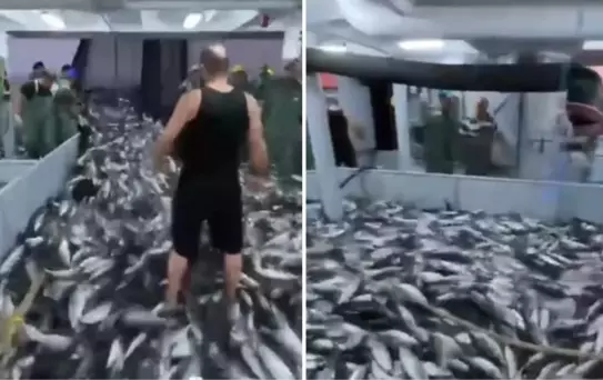 Zonguldak'ta balık bolluğu! Bir gecede 50 ton palamut yakalandı