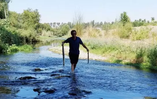 KARAÇAY DERESİ'NDE ÖLEN BALIKLAR OKSİJENSİZ KALMIŞ