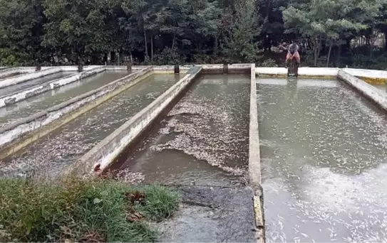 KAHRAMANMARAŞ'TA, SELİN VURDUĞU TESİSTE BİNLERCE ALABALIK ÖLDÜ