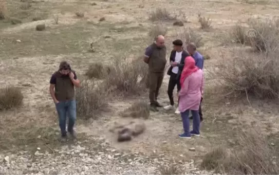 Van'da nesli tükenme tehlikesi altındaki çizgili sırtlan vurulmuş olarak bulundu