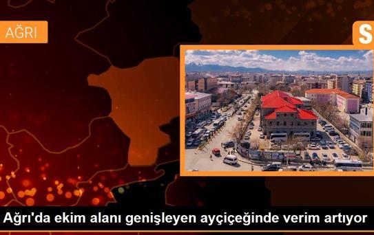 Ağrı'da ekim alanı genişleyen ayçiçeğinde verim artıyor