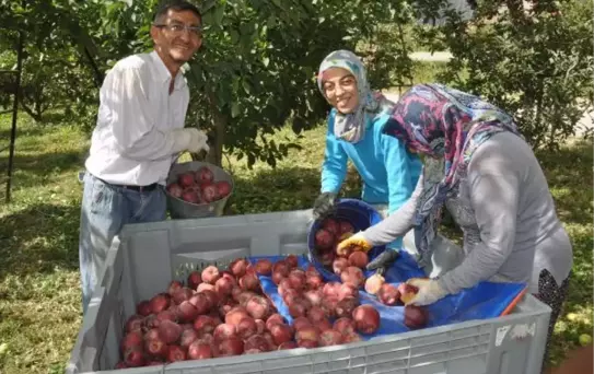 TÜRKİYE'DEKİ 4 ELMADAN 1'İNİN ÜRETİLDİĞİ ISPARTA'DA HASAT BAŞLADI
