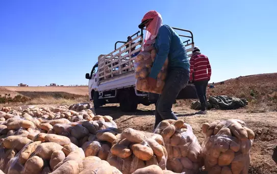 Şam'da Patates Hasadı