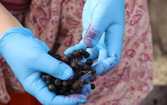 Ürettikleri 'Aronyalı üzüm suyu'nu satışa sunmaya hazırlanıyorlar