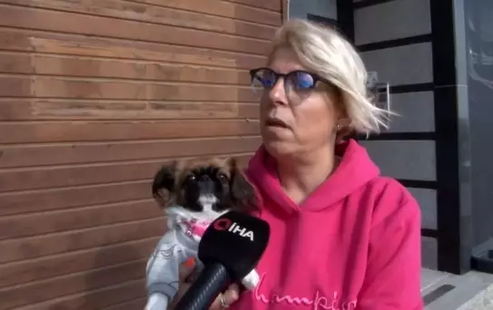 (İSTANBUL - ÖZEL)Büyükçekmece'de pencereden düşen köpeği böyle yakaladı