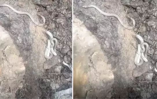 Türk defineci, kazdığı topraktan çıkardığı altının yanındakileri görünce korkudan titredi