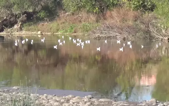 Osmaniye'de, Kanalizasyon Atıklarının Kuş Cenneti Bölgesinden Geçen Ceyhan Nehri'ne Döküldüğü İddia Edildi