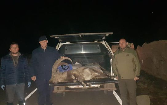 Sivas'ta dağ keçisi avlayan kişiye 250 bin lira para cezası kesildi