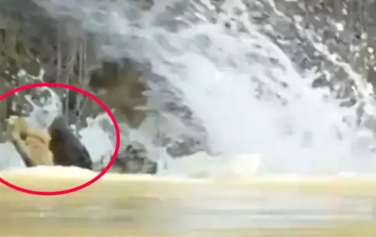 İzlenme rekoru kıran video! Timsahlar telaş içerisinde kaçacak yer aradı