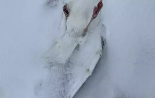 Kar fırtınası sonrasında buzda sıkışan martıları böyle kurtardılar