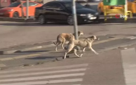 Çankayalılar başı boş köpeklere çözüm bulunmasını istiyor
