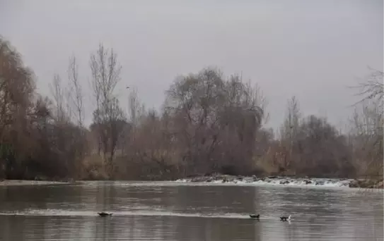 DİCLE NEHRİ'NDE 3 BALIK TÜRÜ TEHLİKEDE