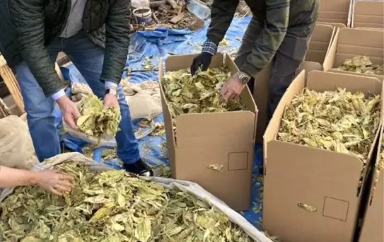 Karacasu'da tütünler paketlenmeye başladı, üreticiyi para kazanamama telaşı sardı
