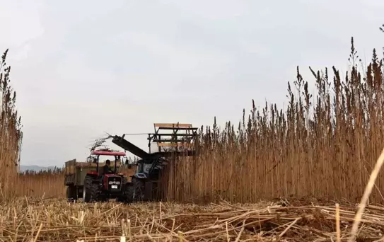 Kenevir için yabancı yatırımlar Kastamonu'ya getirildi
