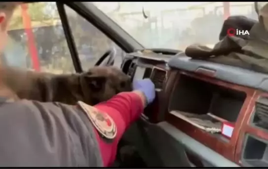 Batman'da narkotik köpeklerinden uyuşturucu tacirlerine darbe